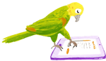 bird-1