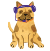 follow up frenchie